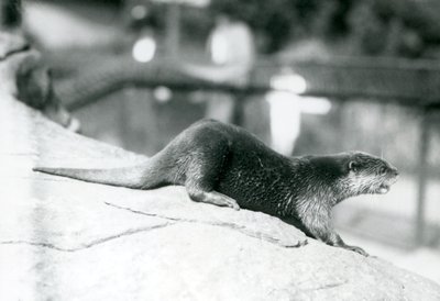 A Small-Clawed Otter at London Zoo, August 1913 by Frederick William Bond